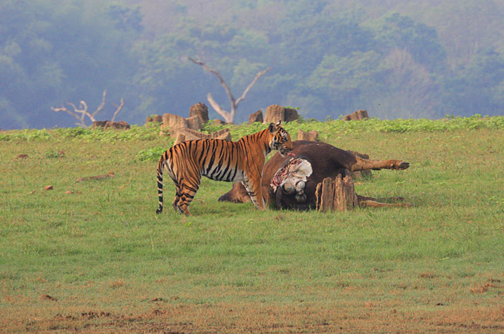 Tiger Safari Tour Packages